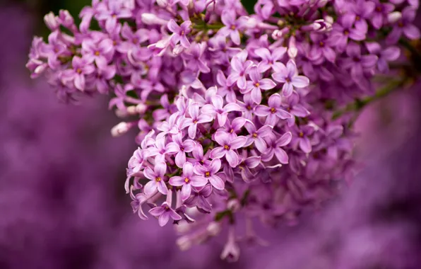 Macro, bunch, lilac