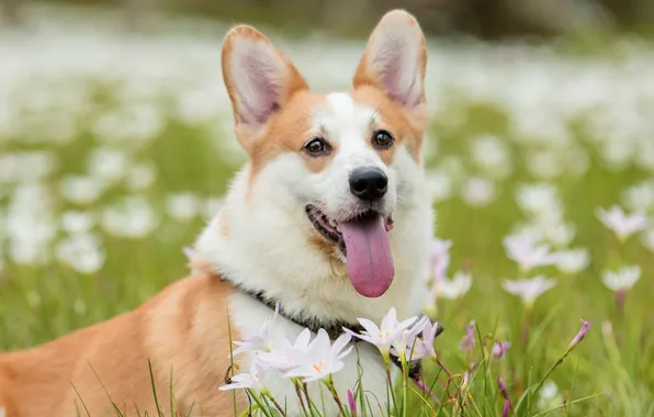 Language, look, flowers, nature, pose, glade, portrait, dog