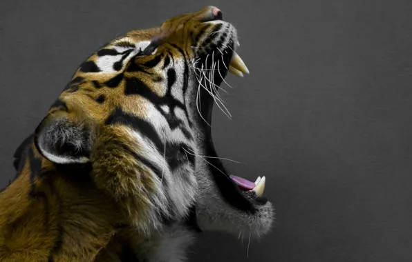Picture BACKGROUND, MOUTH, OPEN, GLYKI, GREY, TIGER