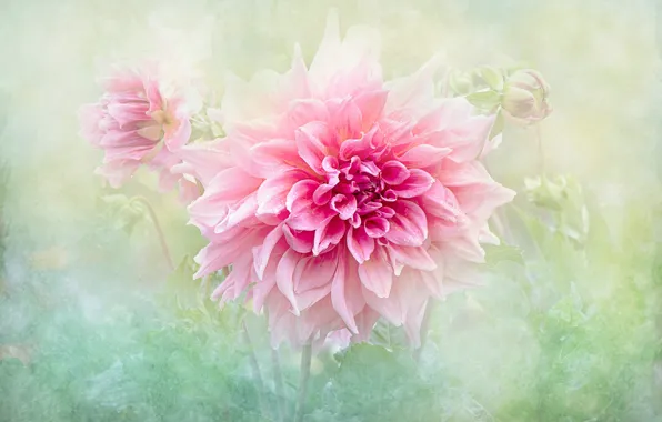 Picture dahlias, flowers, pink, macro, background, treatment, summer, drops