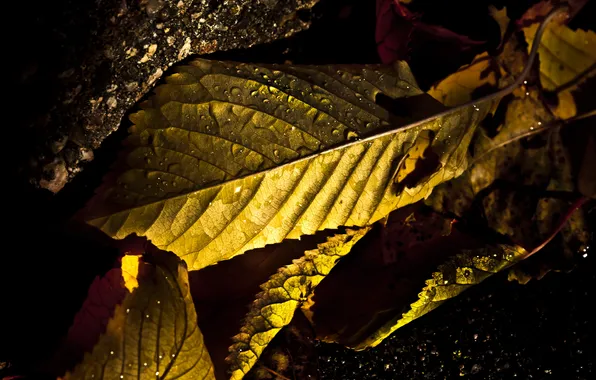 Autumn, leaves, drops, light, photo, macro, view