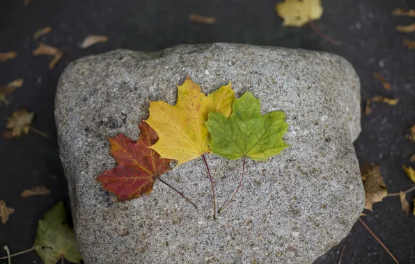 Picture leaves, yellow, red, green, stones, maple, different