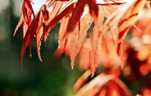 Leaves, macro, nature