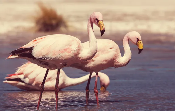 Birds, river, shore, Flamingo