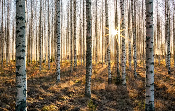 The sun, trees, birch