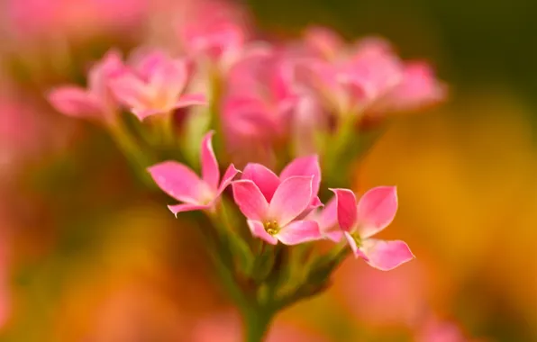 Flowers, nature, petals, inflorescence