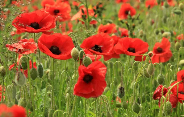Field, flowers, red, Maki, petals