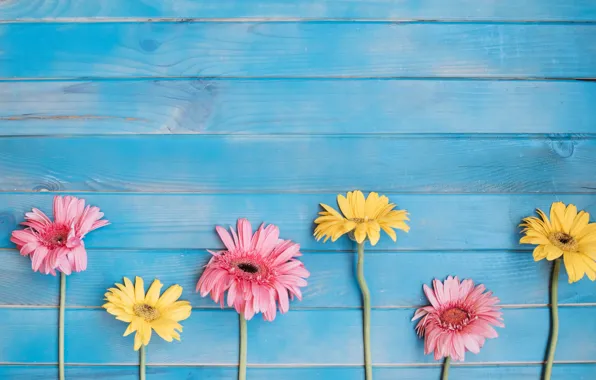 Flowers, background, yellow, colorful, pink, gerbera, yellow, wood