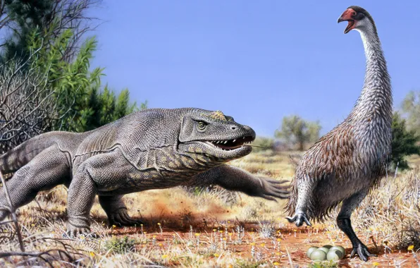 Komodo dragon, komoroski Varan, Varanus komodoensis, giant Indonesian lizard