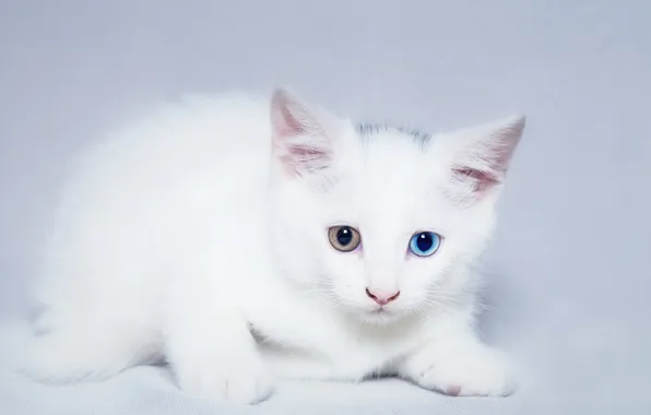 Cat, cat, look, pose, kitty, face