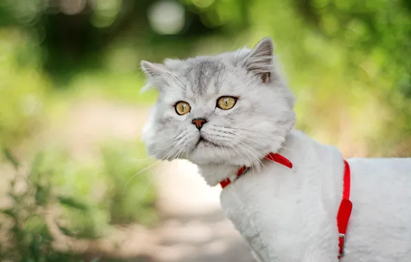 Cat, white, cat, look, face, background, bokeh, Persian