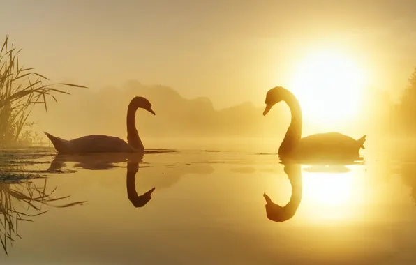 Nature, lake, swans