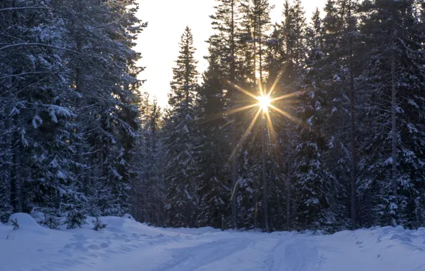 Winter, road, forest, snow, trees, the rays of the sun