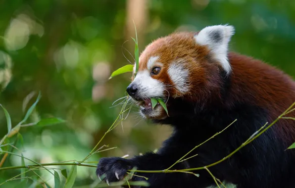 Face, branches, background, food, profile, red Panda, bokeh, red Panda