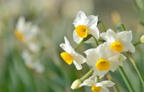 Picture macro, daffodils, bokeh