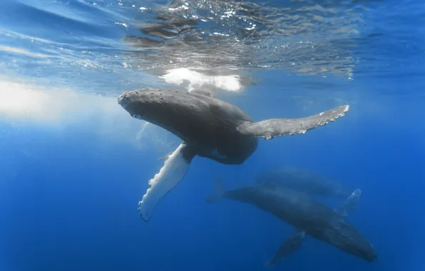 The ocean, depth, space, whales, size