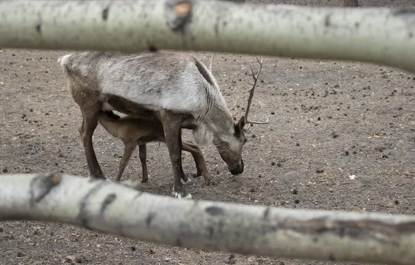 Nature, Deer, NSK, Zoo, Novosibirsk, Archanicum, Canon 200D, Awl