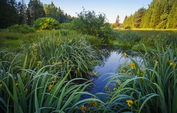 Grass, leaves, flowers, lake, pond, shore, yellow, irises