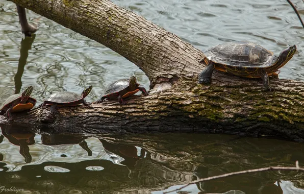 Picture water, log, kids, cubs, Painted turtle, brood