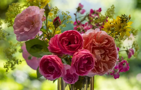 Picture roses, bouquet, bokeh