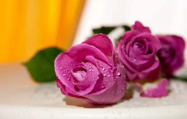 Drops, flowers, yellow, background, roses, bouquet, pink, buds