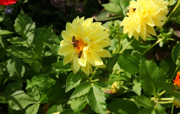 Summer, flowers, bees
