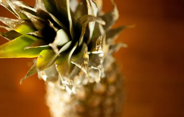 Leaves, fruit, pineapple