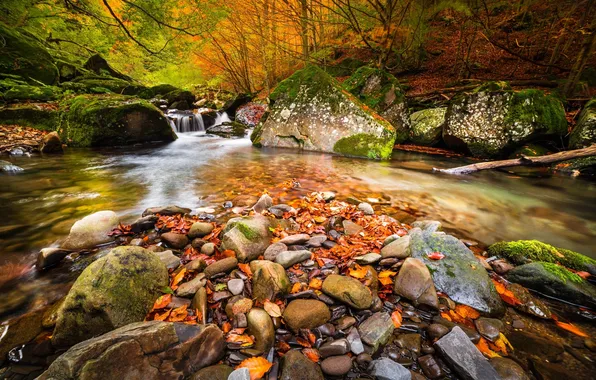 Autumn, forest, trees, nature, river, stones
