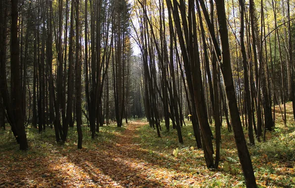 Picture autumn, forest, leaves, trees