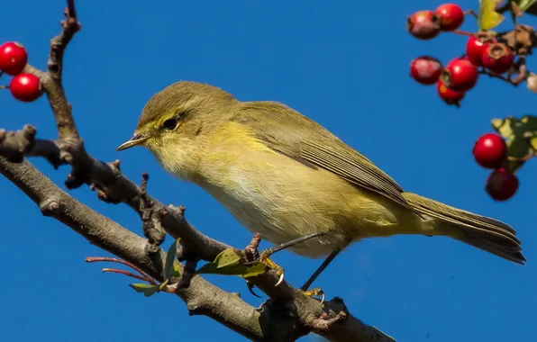 Picture the sky, branches, berries, bird