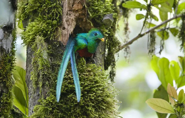 Bird, tail, the hollow, green bird