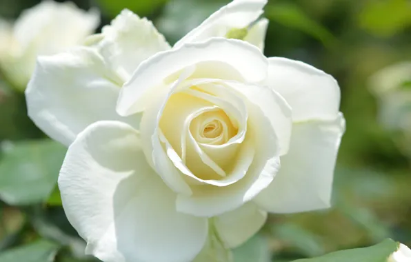 Macro, rose, petals, Bud, white rose