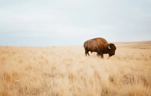 Animal, wildlife, buffalo, bison