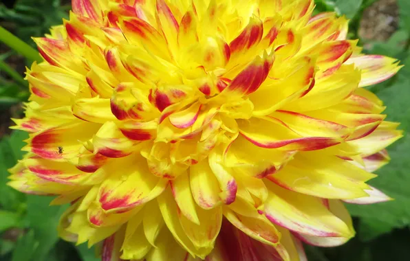 Picture photo, Flowers, Yellow, Dahlias