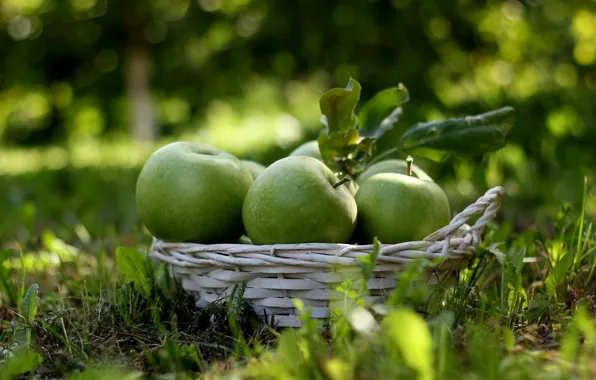 Picture apples, harvest, fruit, fruit, basket, green