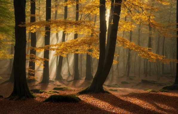 Autumn, forest, the sun, rays, light, trees, branches, nature