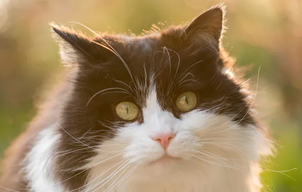 Cat, look, fluffy, muzzle