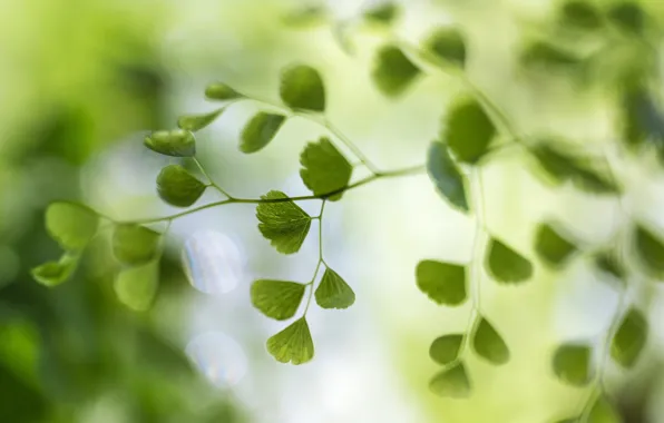 Picture macro, glare, background, foliage, branch
