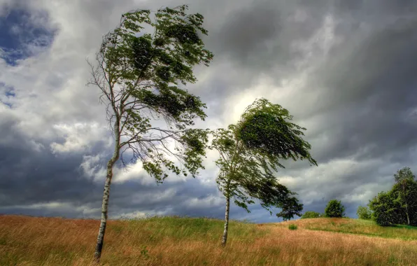 Field, the sky, trees, clouds, the wind