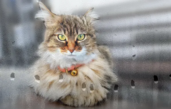 Cat, look, glass, drops, window