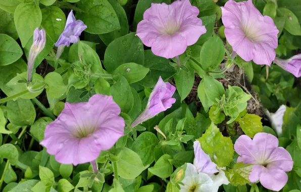 Morning, June, Petunia