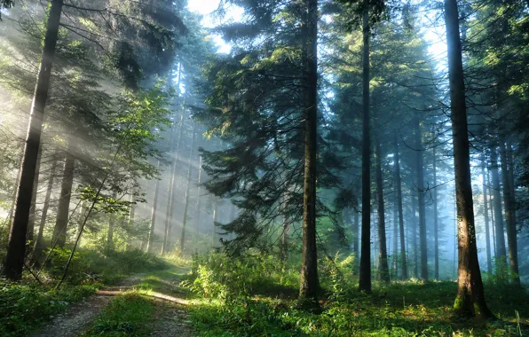Wallpaper Road, Forest, Light, Nature For Mobile And Desktop.