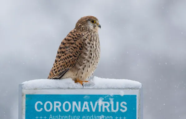 Winter, snow, box, the inscription, bird, Falcon, snowfall, coronavirus