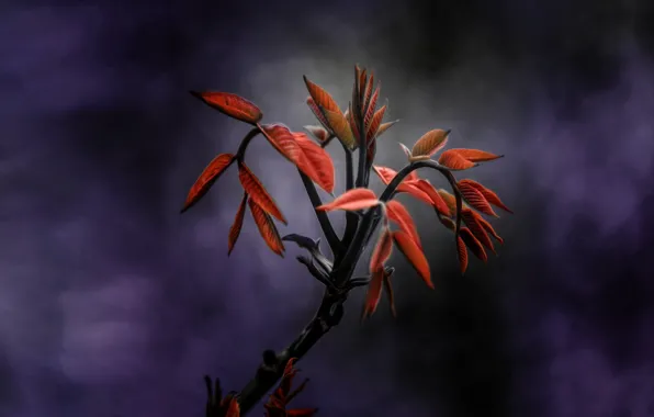 Picture leaves, background, plant, branch