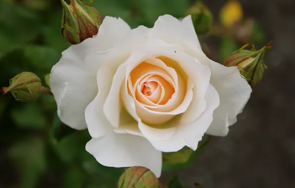 Picture rose, white, white, Rose