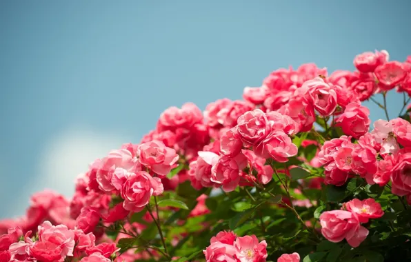 Picture the sky, flowers, background, widescreen, Wallpaper, roses, garden, beautiful