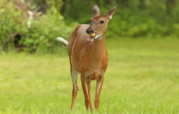 Female, chews, DOE