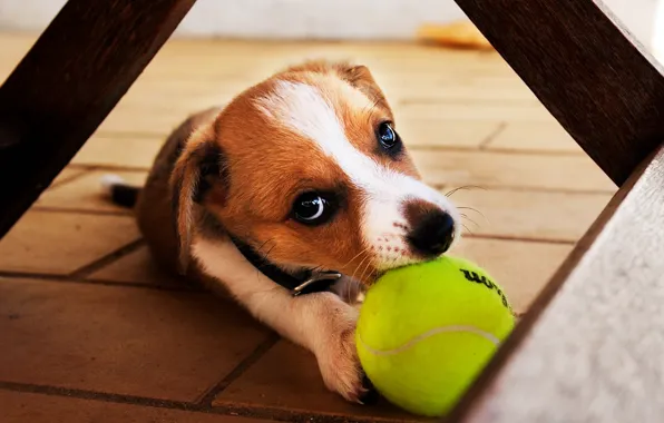 Dog, puppy, ball