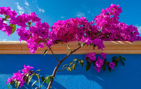 The sky, flowers, wall, azaleas, rhododendrons