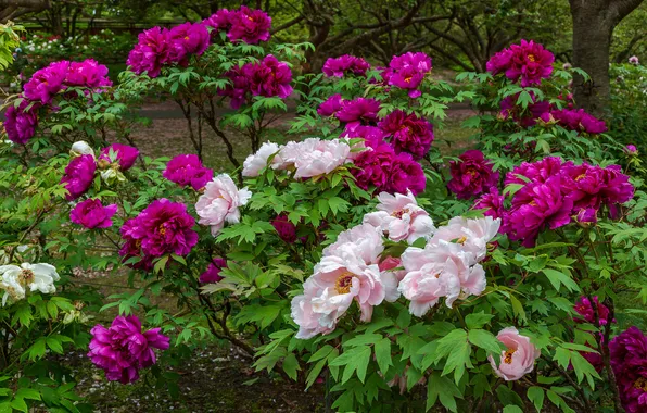 Leaves, flowers, Park, spring, garden, pink, flowerbed, flowering